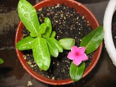 ���������մ�����ʢ��ţ