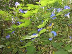 ���������մ�����ʢ��ţ