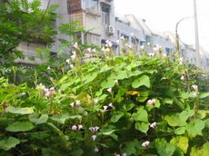 ţ���ܡ���ǣţ�ࣨ�������ͼ��