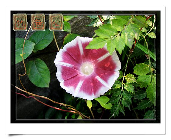 ţ���ܡ���ǣţ�ࣨ�������ͼ��