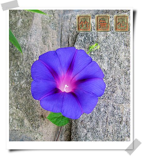 ţ���ܡ���ǣţ�ࣨ�������ͼ��