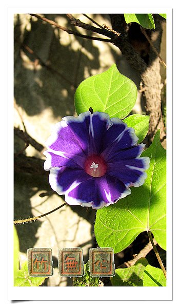 ţ���ܡ���ǣţ�ࣨ�������ͼ��