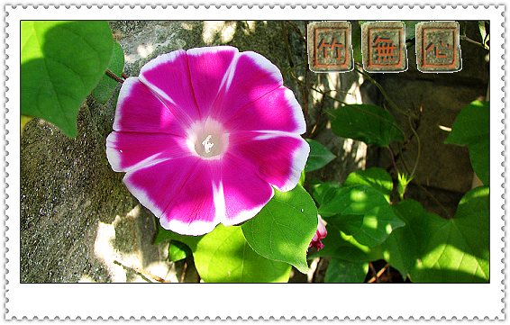 ţ���ܡ���ǣţ�ࣨ�������ͼ��