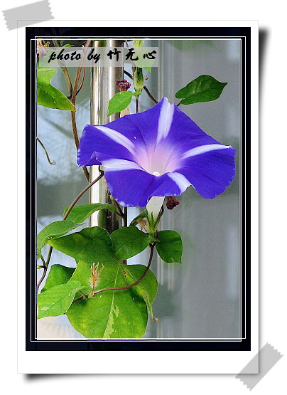 ţ���ܡ���ǣţ�ࣨ�������ͼ��