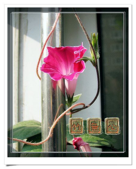 ţ���ܡ���ǣţ�ࣨ�������ͼ��