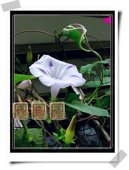 ţ���ܡ���ǣţ�ࣨ�������ͼ��