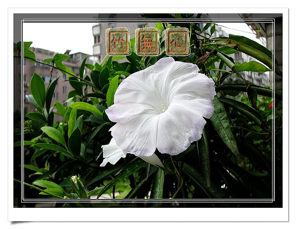 ţ���ܡ���ǣţ�ࣨ�������ͼ��