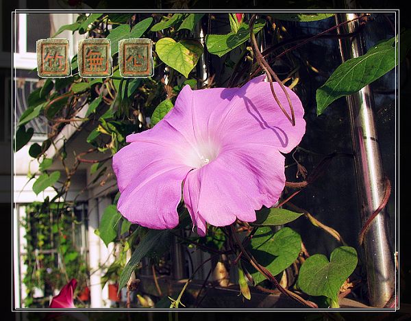 ţ���ܡ���ǣţ�ࣨ�������ͼ��