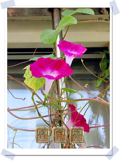 ţ���ܡ���ǣţ�ࣨ�������ͼ��