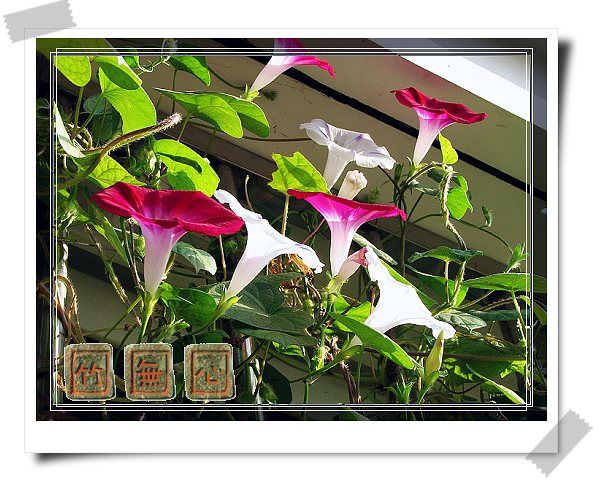 ţ���ܡ���ǣţ�ࣨ�������ͼ��