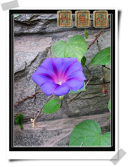 ţ���ܡ���ǣţ�ࣨ�������ͼ��