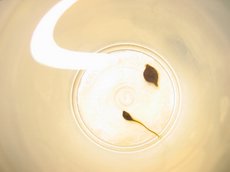 [����]���ҿ�����ʲôС��.лл!