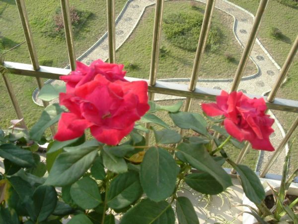 �����¸����ٲ�ά��,���ﲥ������P5�ŵ���������