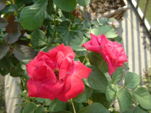 �����¸����ٲ�ά��,���ﲥ������P5�ŵ���������