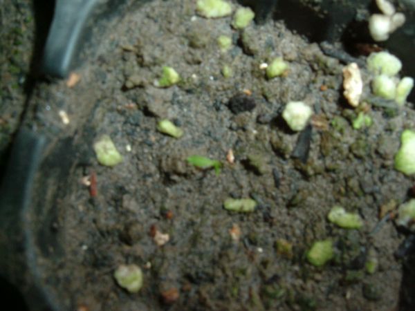 �����¸����ٲ�ά��,���ﲥ������P5�ŵ���������