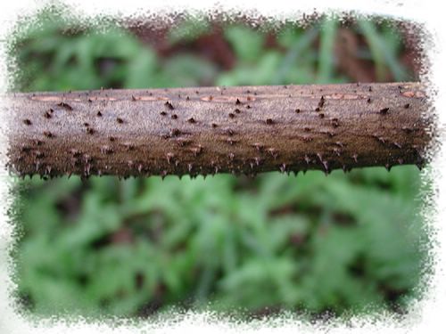 ���N�Nާ������