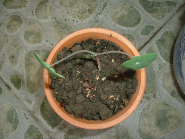 �����¸����ٲ�ά��,���ﲥ������P5�ŵ���������