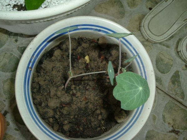 �����¸����ٲ�ά��,���ﲥ������P5�ŵ���������