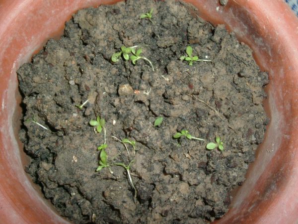 �����¸����ٲ�ά��,���ﲥ������P5�ŵ���������