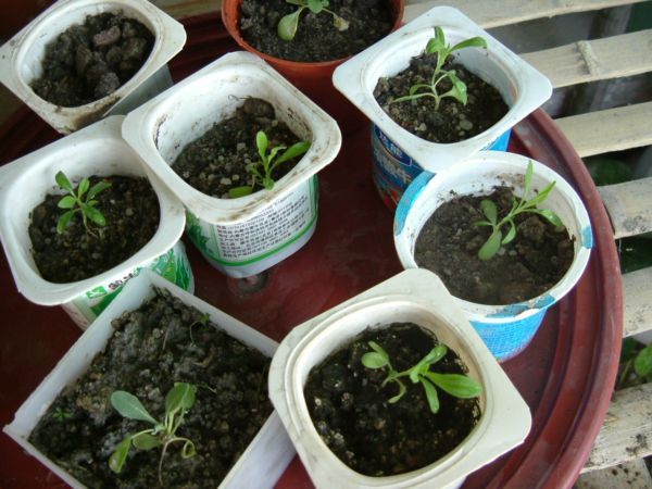 �����¸����ٲ�ά��,���ﲥ������P5�ŵ���������