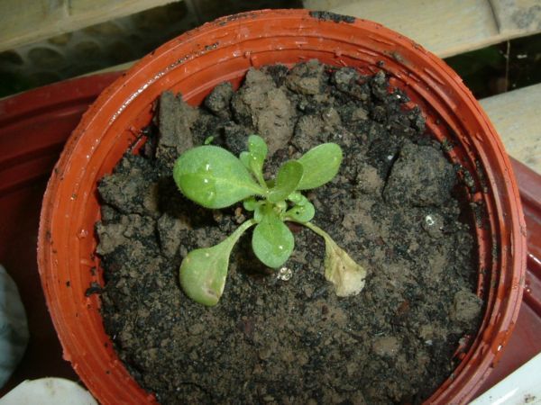 �����¸����ٲ�ά��,���ﲥ������P5�ŵ���������