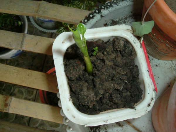 �����¸����ٲ�ά��,���ﲥ������P5�ŵ���������