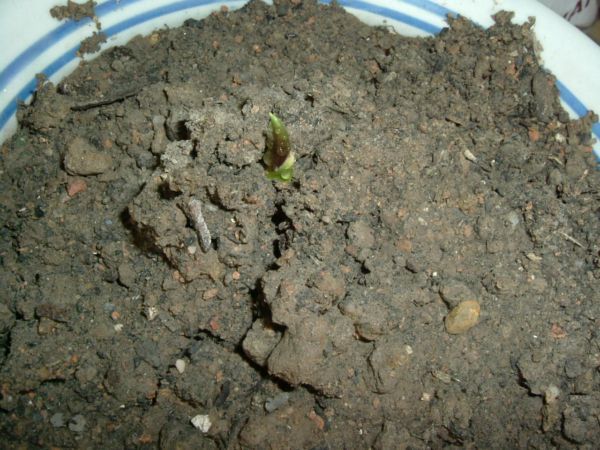 �����¸����ٲ�ά��,���ﲥ������P5�ŵ���������