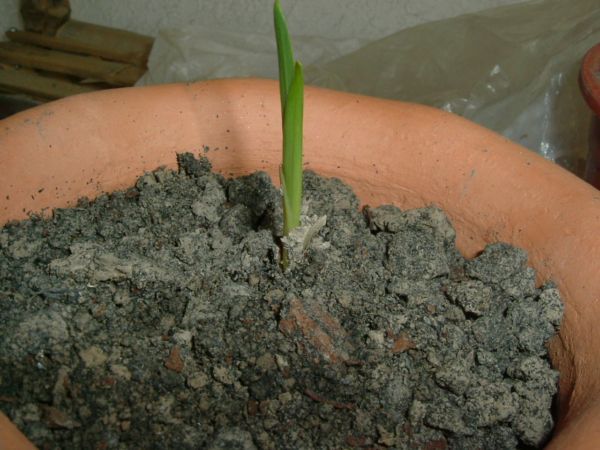 �����¸����ٲ�ά��,���ﲥ������P5�ŵ���������