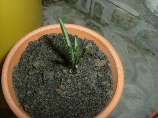 �����¸����ٲ�ά��,���ﲥ������P5�ŵ���������