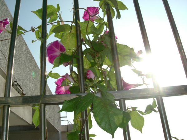 �����¸����ٲ�ά��,���ﲥ������P5�ŵ���������