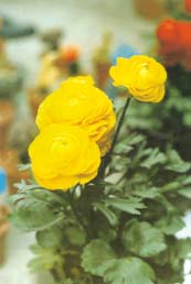 �ÿ��Ļ���