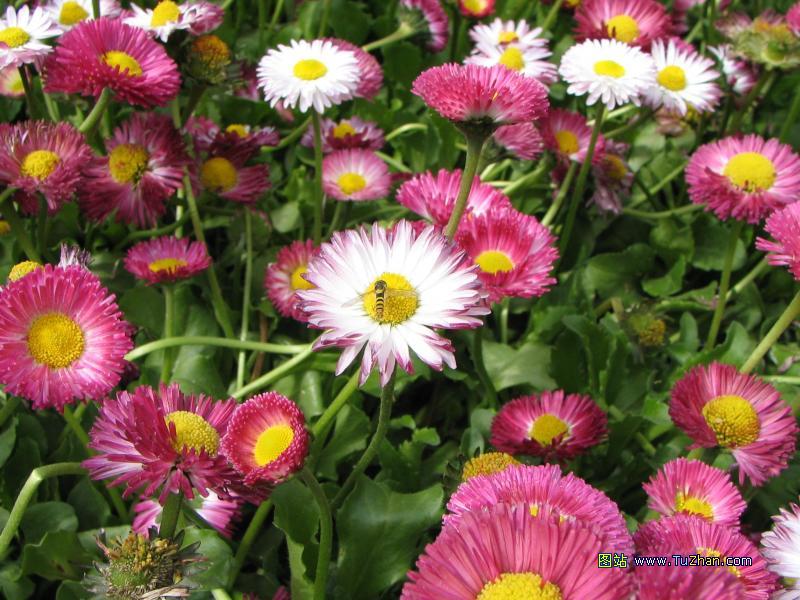 �ÿ��Ļ���