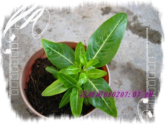 �����ҼҵĻ�