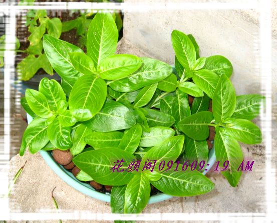 �����ҼҵĻ�