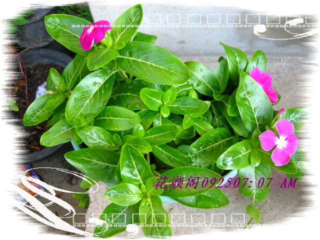 �����ҼҵĻ�