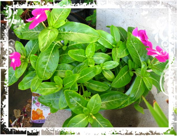 �����ҼҵĻ�