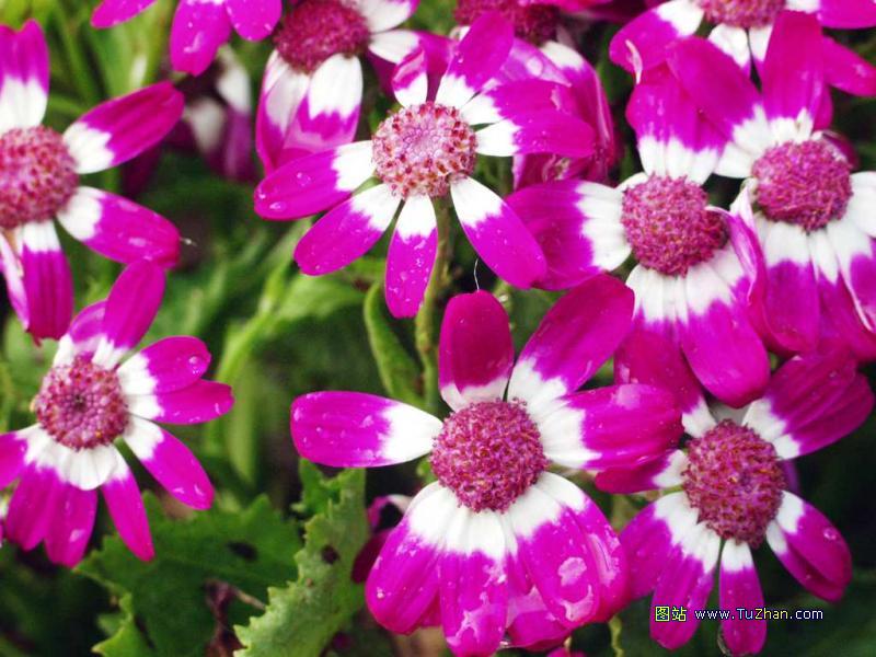 �ÿ��Ļ���