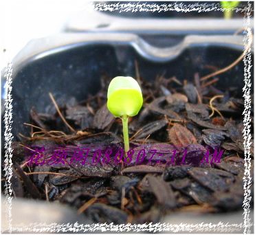 �����ҼҵĻ�