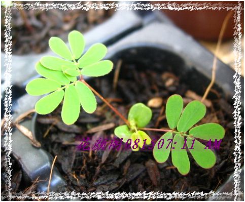 �����ҼҵĻ�