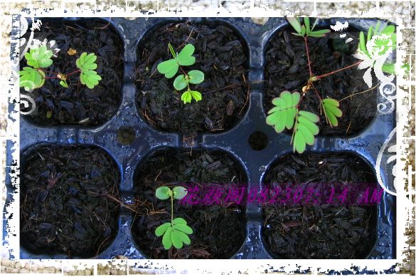 �����ҼҵĻ�