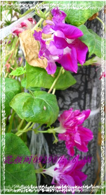 �����ҼҵĻ�