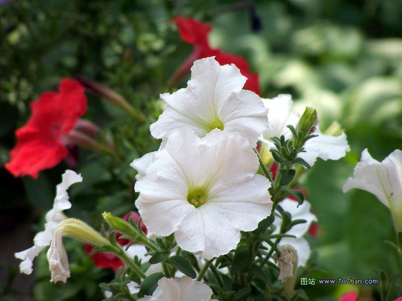 �ÿ��Ļ���