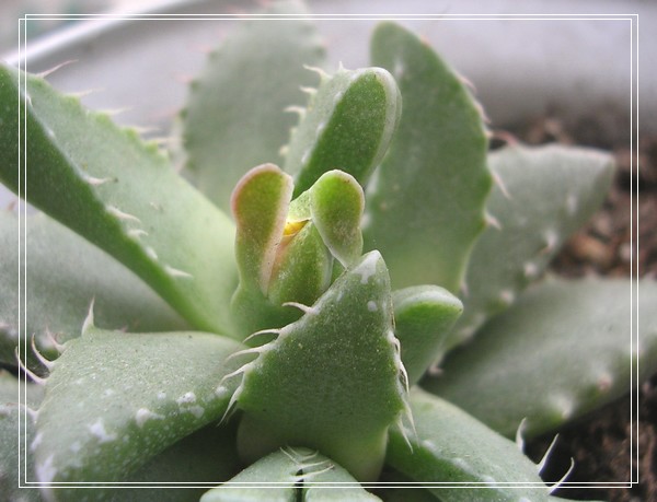 �м�����ǻ�����