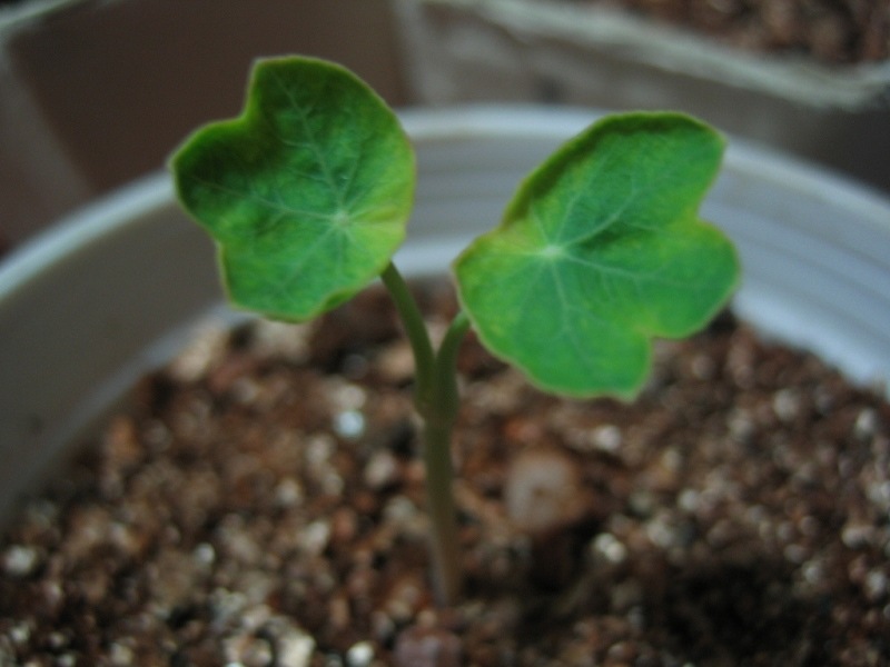 �ɰ��Ľ���