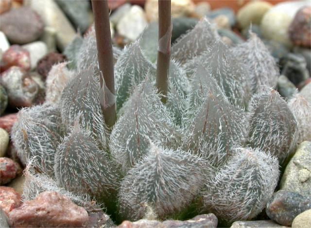 ��¶�Ľ���[ת��]