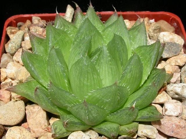 ��¶�Ľ���[ת��]