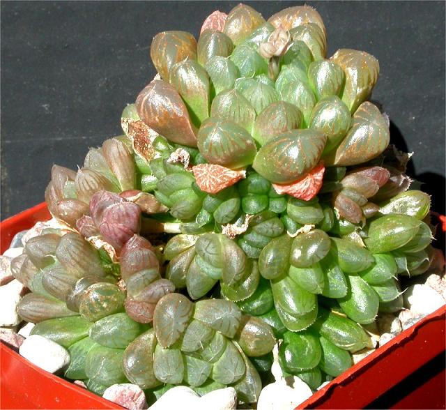 ��¶�Ľ���[ת��]