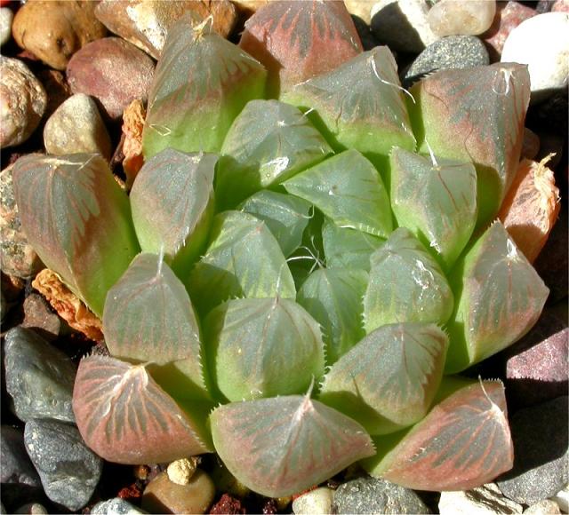 ��¶�Ľ���[ת��]