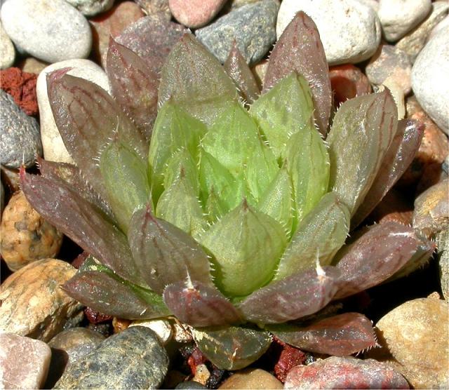 ��¶�Ľ���[ת��]