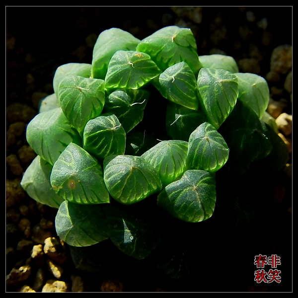 ��¶�Ľ���[ת��]